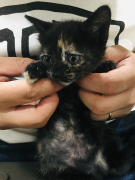 綺麗目女子＊寧