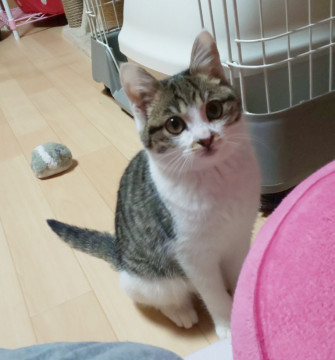 舌が肥えてるかぐやちゃん