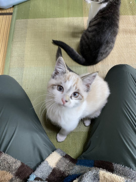 姉妹①白ベージュの美猫ちゃん