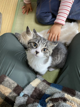 姉妹②甘えん坊のサバ白ちゃん