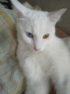 美人で甘えん坊の白猫ちゃん