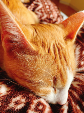 元気で活発、運動大好きな♂猫です