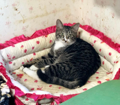 人間大好きよ♪キジ白くん