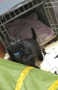 幸運のクロちゃん