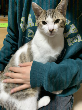 生後5ヶ月くらいのオス