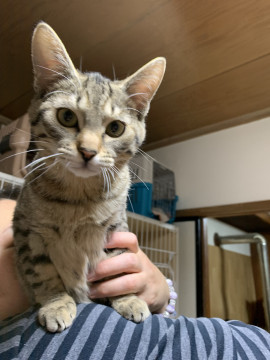 生後5ヶ月くらいのオス