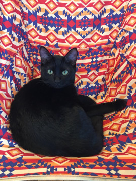 綺麗なひとみの黒猫さん