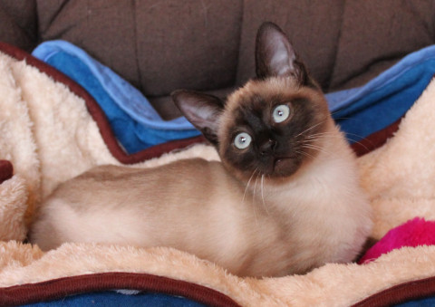 シャムミックスの女の子