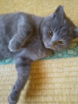 ロシアンブルー風グレー縞男の子