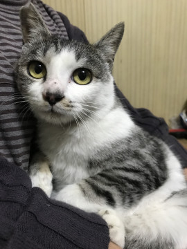☆人懐っこいナナちゃん　　１歳くらい☆