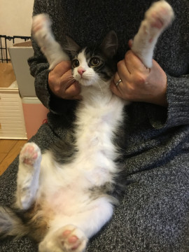 半長毛の美形な男の子