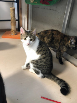 かわいい雉白ぼうや♬