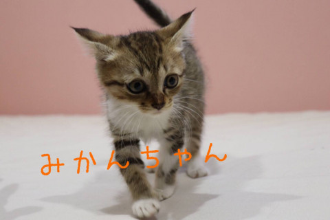 キジシロのみかんちゃん