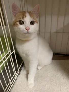 お目クリクリ超可愛らしいし男の子