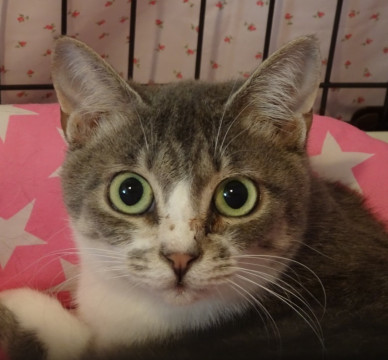 甘えん坊、ナデナデ大好き、じすちゃん♪