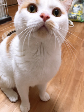 活発なマンチカンくん