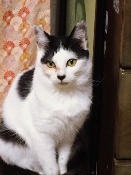 捨て猫3兄弟その１ 元気な長兄 ハナクロ
