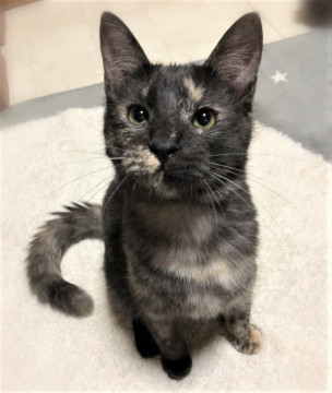 ふわふわスモークグレーさび