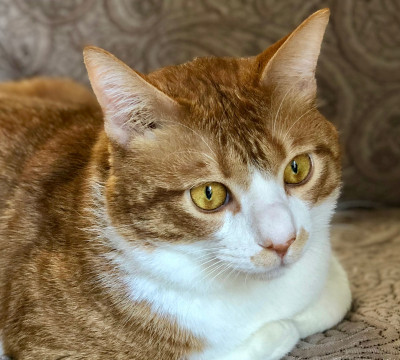 僕そばにいるよ〜おっとり大きい茶白優しい