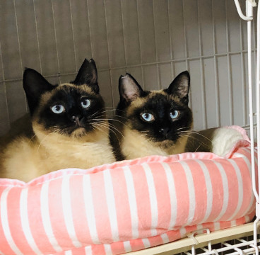 少し人見知りなシャムネコ兄妹