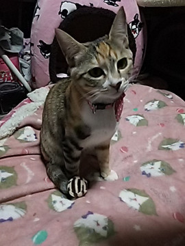 かわいい甘えん坊の女のコ