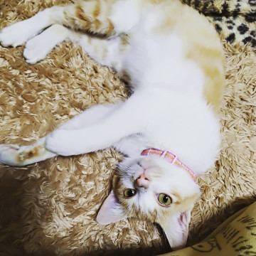 甘えん坊の茶白ちゃん