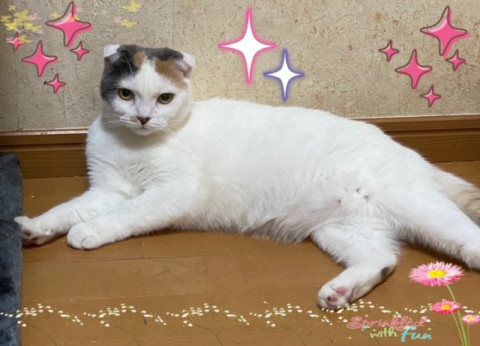 穏やか癒し系の女子です。