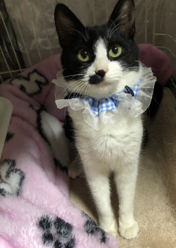 幸せを運ぶハチワレの女の子です♪