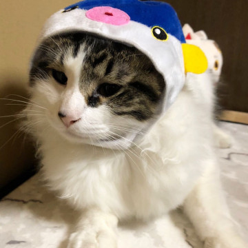 甘えた長毛のイズちゃん 10ヶ月