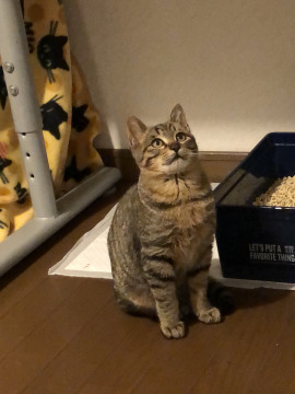 元気一杯甘えん坊のキジトラ君