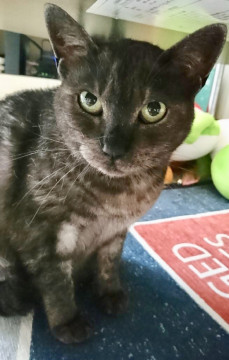 ブラックスモークな毛色