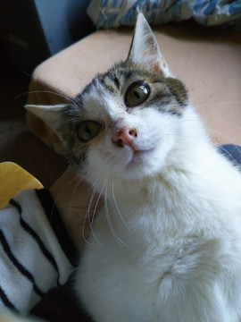 大人しいシロキジ君