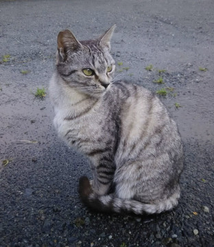 とても人懐こい仲良しにゃんこ①