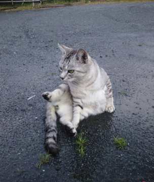 とても人懐こい仲良しにゃんこ②