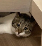 困り顔がキュートなつぶら君