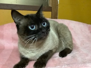 タッキー　２歳前後のシャム風の男の子