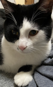 可愛いハチワレの白黒ちゃん