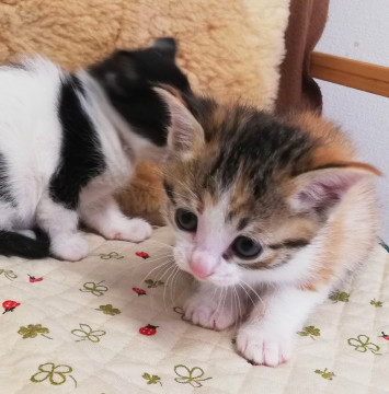 生後１ヶ月、すくすく三毛ちゃん