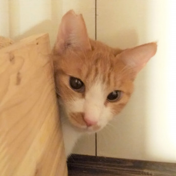 【多頭崩壊救出】1匹飼いOK！孤高の美女