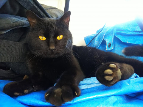 黒猫