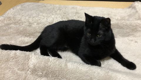 小顔の美人ちゃん