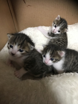 可愛いい真っ盛り2か月の子猫です。