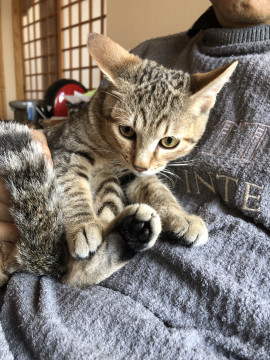 よろしくお願いします。