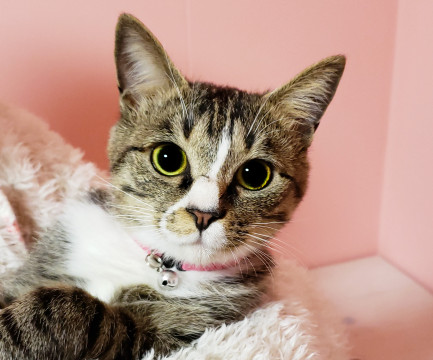 人と暮らすために生まれてきた優しい子♀