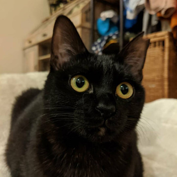 甘えた こちょこちょ付いて来るよ