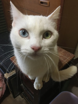 ⑥多頭飼育崩壊現場からの救出にご協力を！