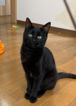 そっと傍らに寄りそうタイプ