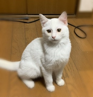 真っ白な子猫です♪