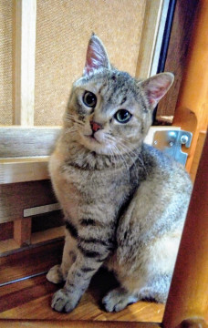 手脚短め、子ねこ顔のおてんば娘です