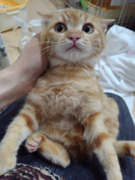 フーシャー君、気長に見てもらってます！